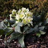 Hellebore Gold Collection ® Ice Breaker Max (Helleborus ) - Ladybird Nursery