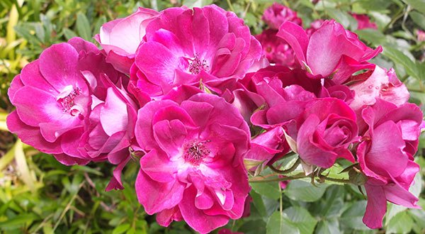 Rose Burgundy Iceberg Standards (Rosa) - Ladybird Nursery