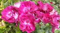 Rose Burgundy Iceberg Standards (Rosa)
