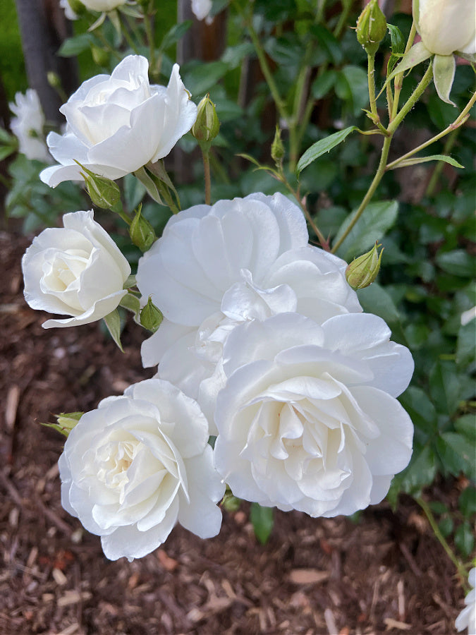 Rose White Iceberg (Rosa)