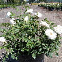 Rose White Iceberg (Rosa)