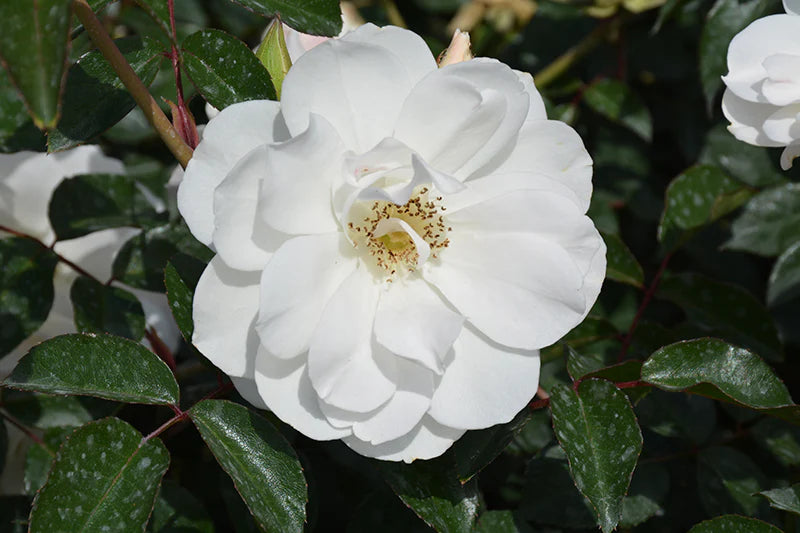 Rose White Iceberg (Rosa)
