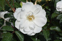 Rose Iceberg 2ft Standards (Rosa) - Ladybird Nursery