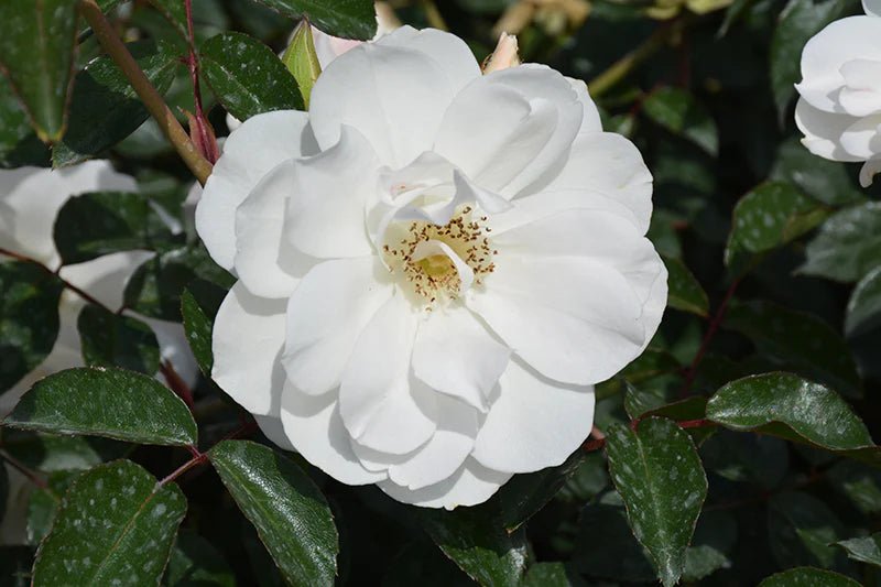 Rose Iceberg 2ft Standards (Rosa) - Ladybird Nursery
