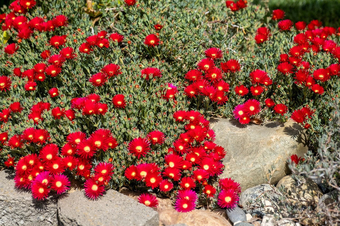 Ice Plant 'Red' (Mesembryanthemum) - Ladybird Nursery