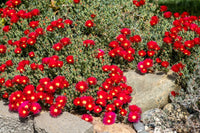 Ice Plant 'Red' (Mesembryanthemum) - Ladybird Nursery