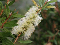 Callistemon 'Icy Burst' - Ladybird Nursery