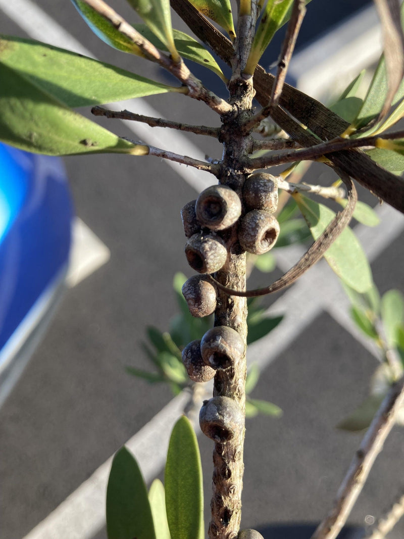 Willow Bottlebrush (Melaleuca salicina)