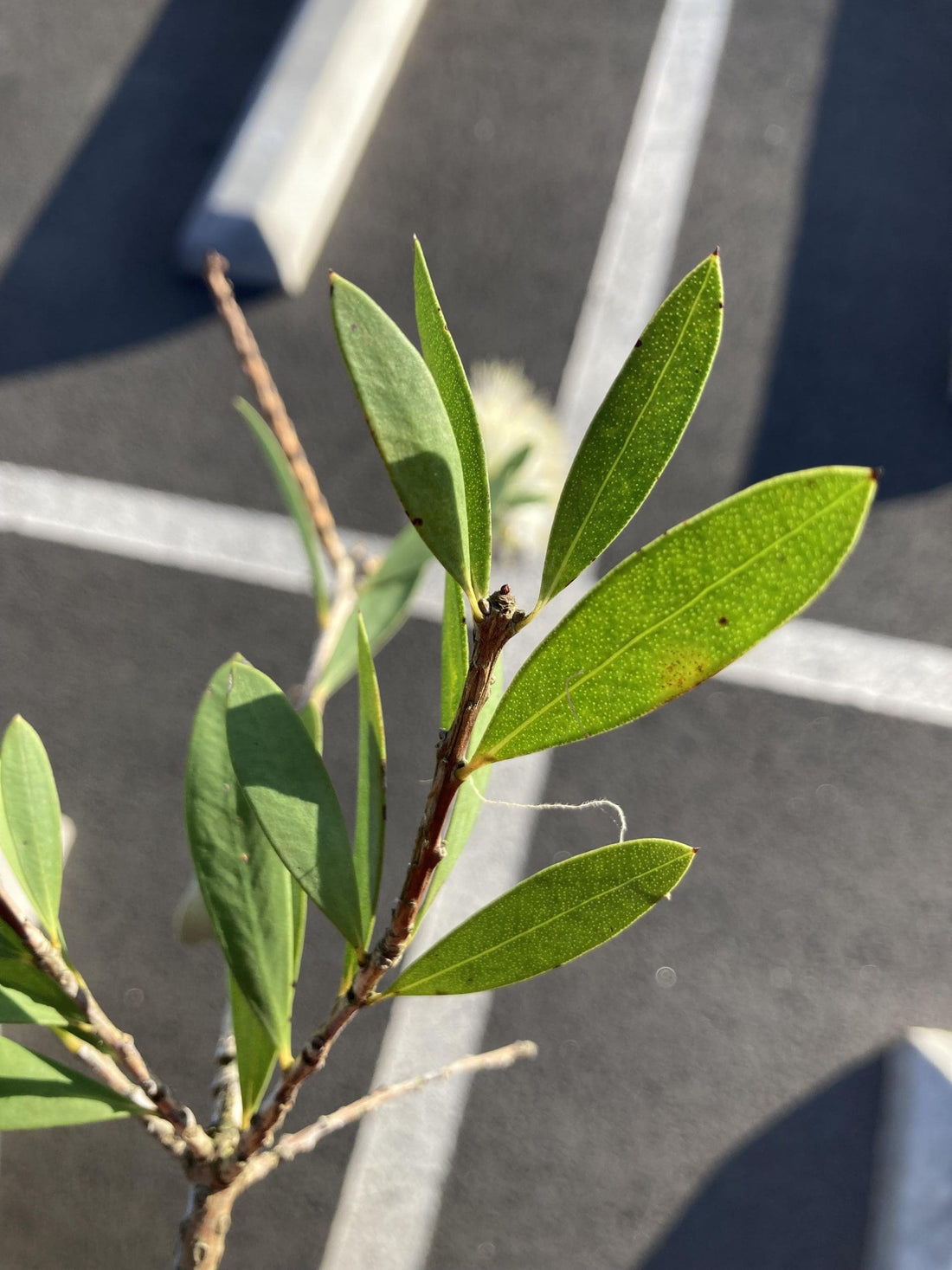Willow Bottlebrush (Melaleuca salicina) - Ladybird Nursery