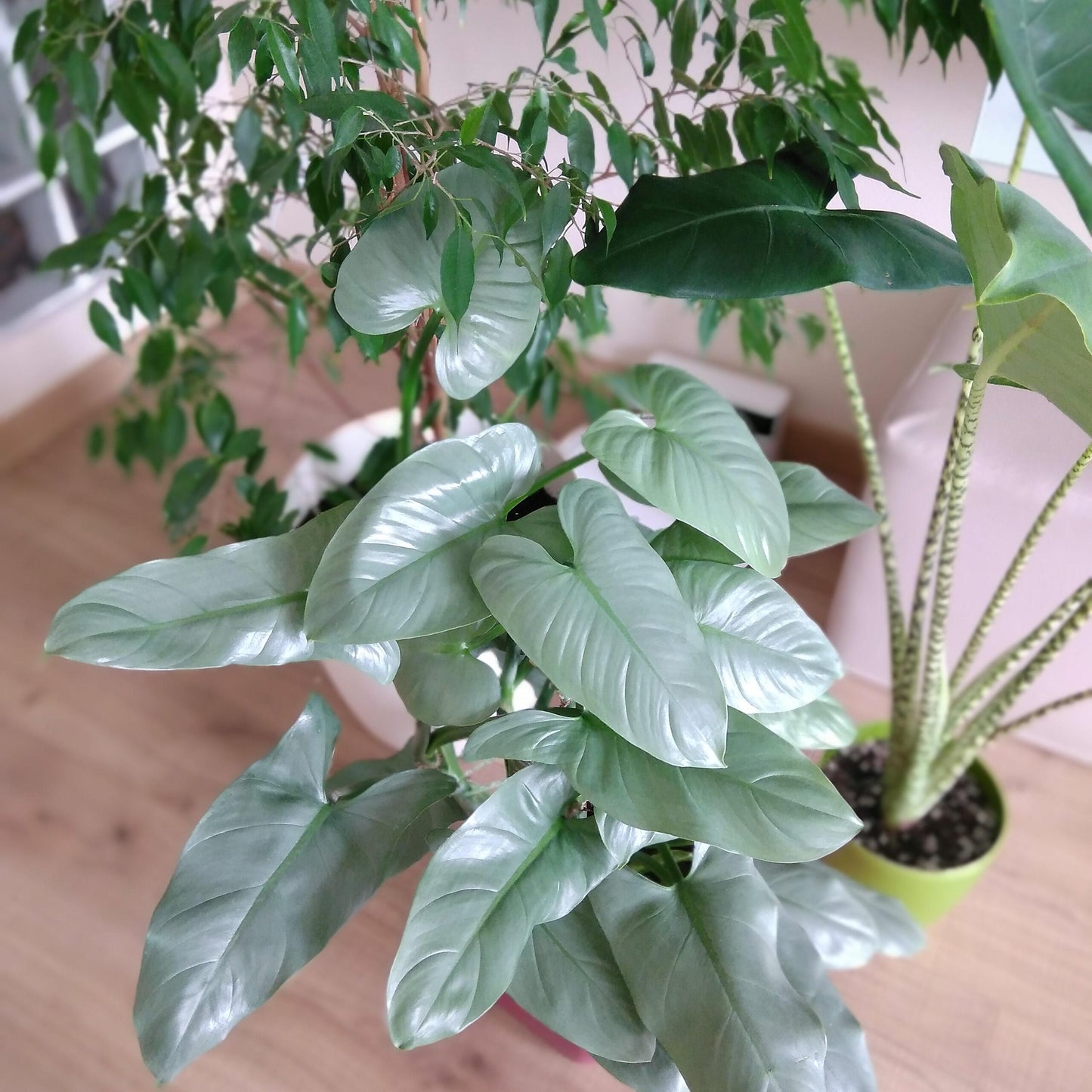 Philodendron Silver Sword (Philodendron hastatum)