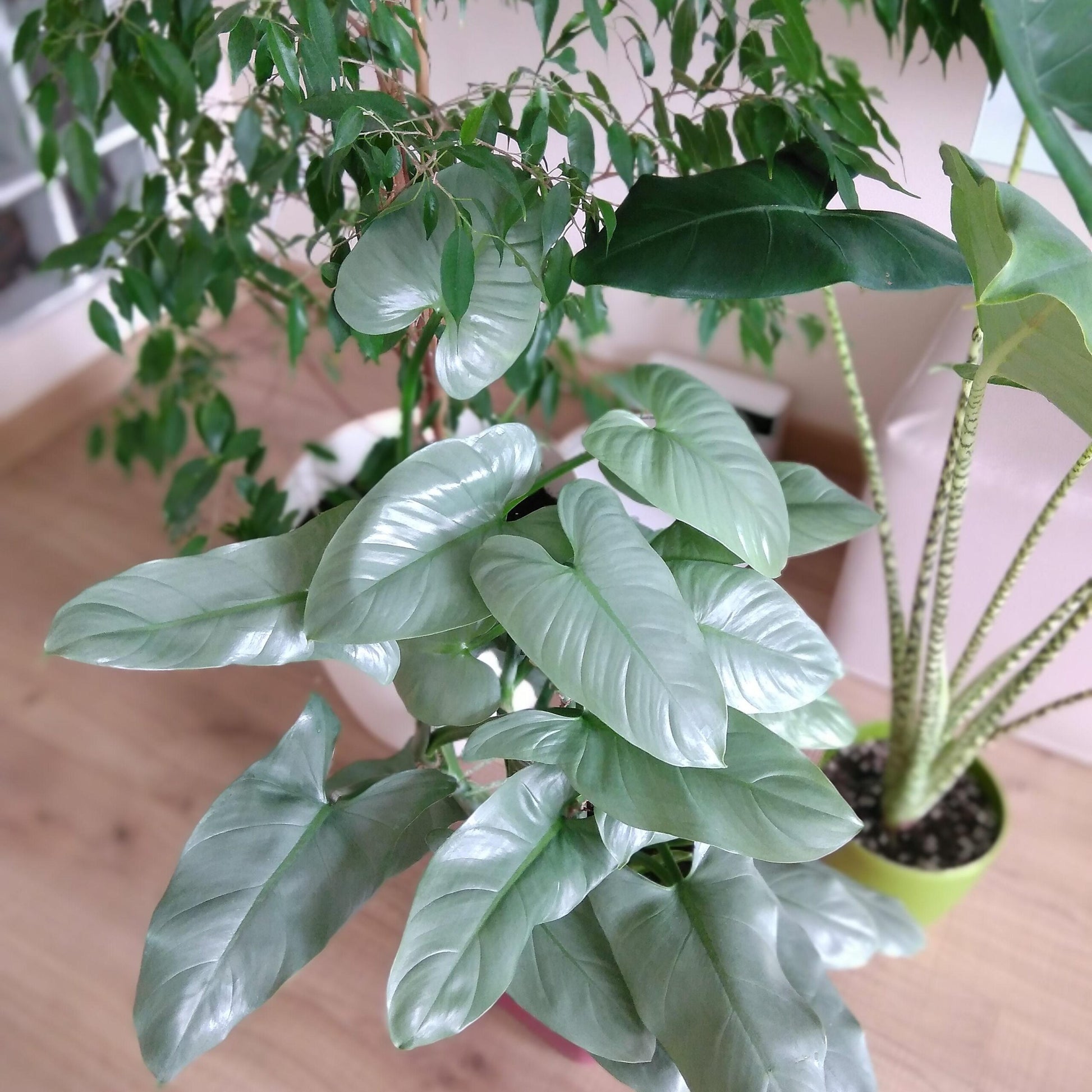 Philodendron Silver Sword (Philodendron hastatum)