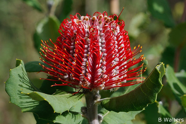 Scarlet Banksia (Banksia coccinea)