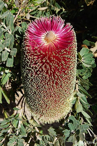 Red Cut - leaf Banksia Form (Banksia praemorsa) - Ladybird Nursery