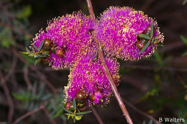 Scarlet Honey Myrtle Hot Pink (Melaleuca fulgens)