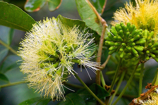 Snow Wood (Pararchidendron pruinosum)