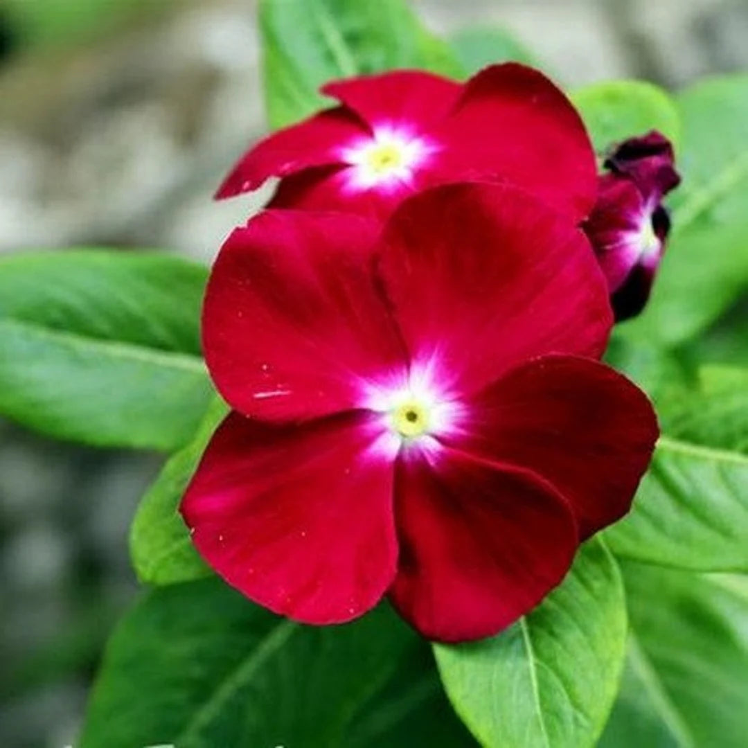 Periwinkle Red (Vinca spp.)