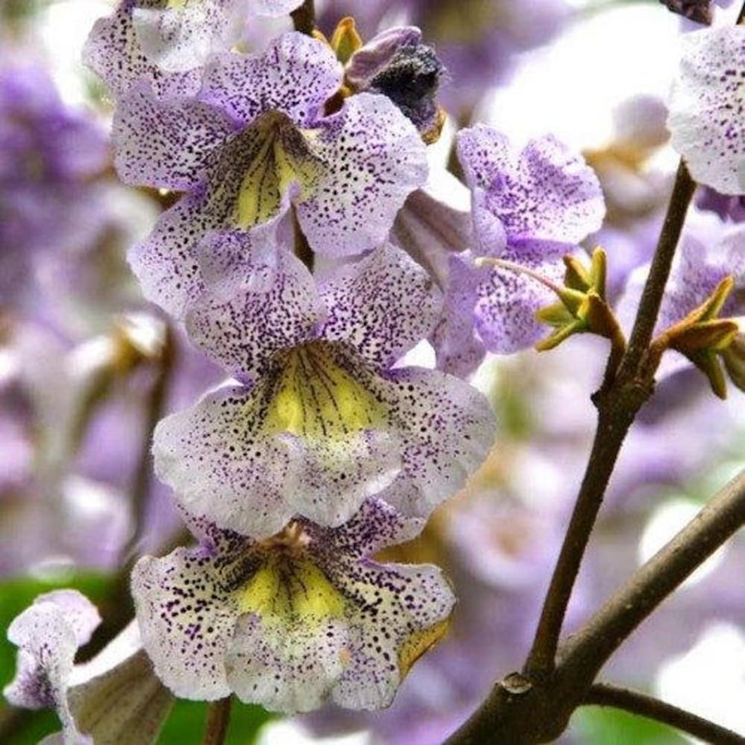 Sapphire Dragon Tree (Paulownia kawakamii)