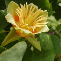 Chinese Tulip Tree (Liriodendron chinense)