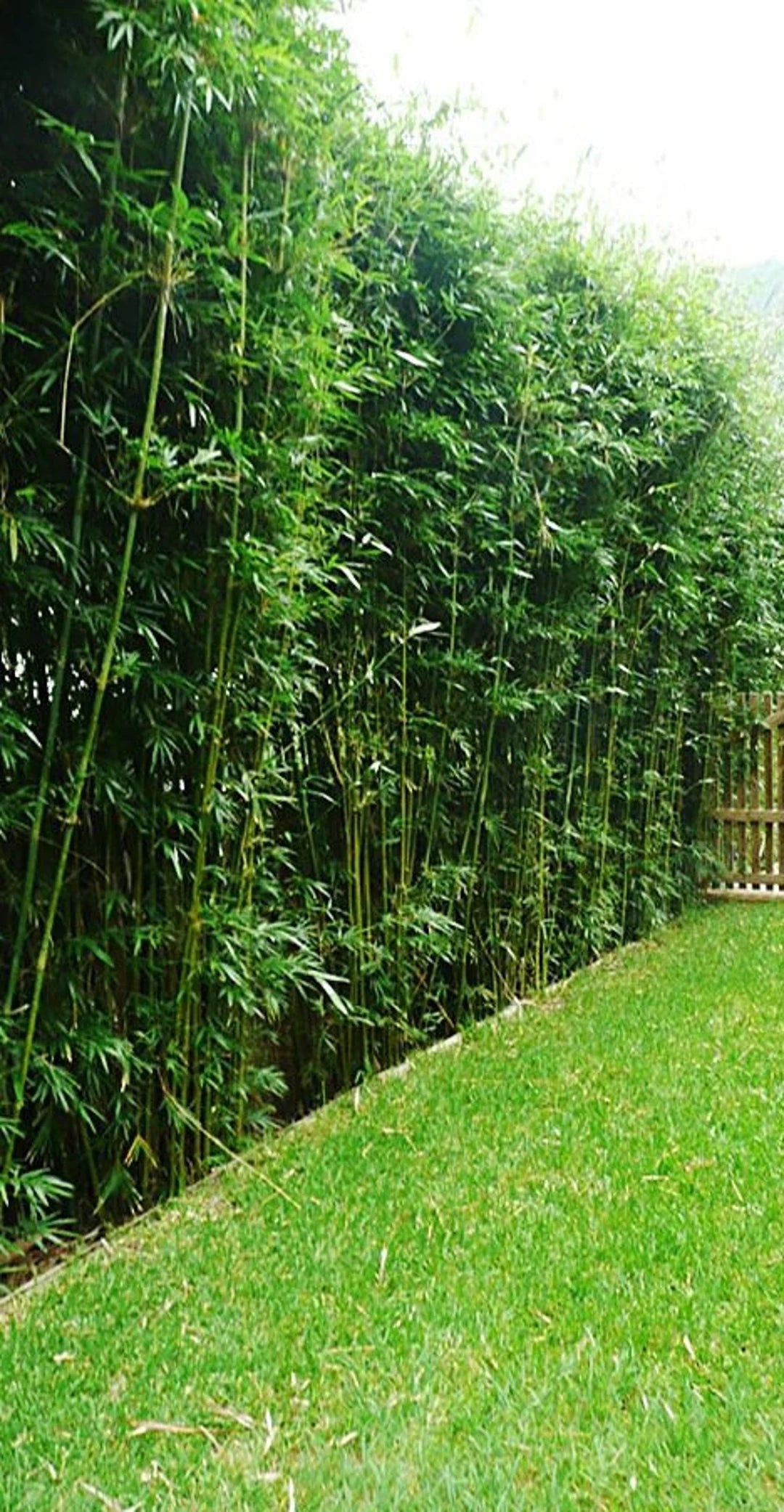 Hedge Bamboo (Bambusa multiplex)