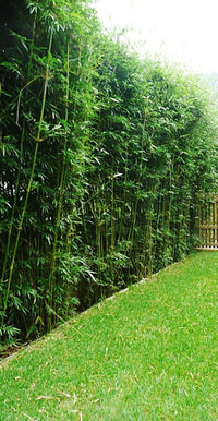 Hedge Bamboo (Bambusa multiplex) - Ladybird Nursery