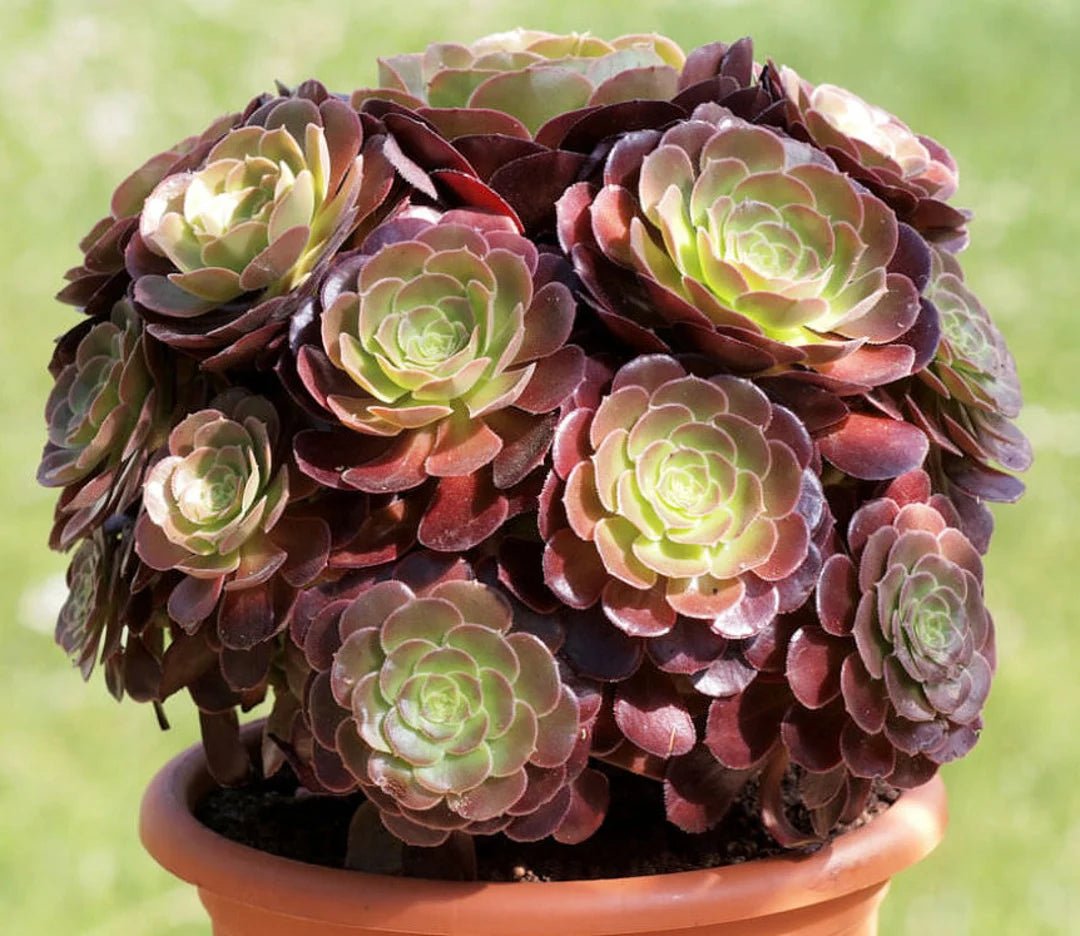 Tree Aeonium (Aeonium Assorted) - Ladybird Nursery