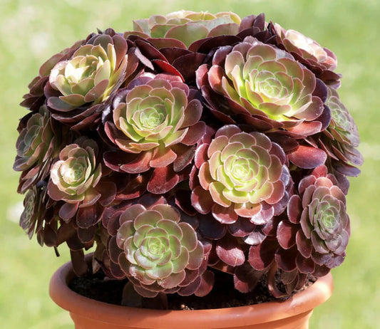 Tree Aeonium (Aeonium Assorted)