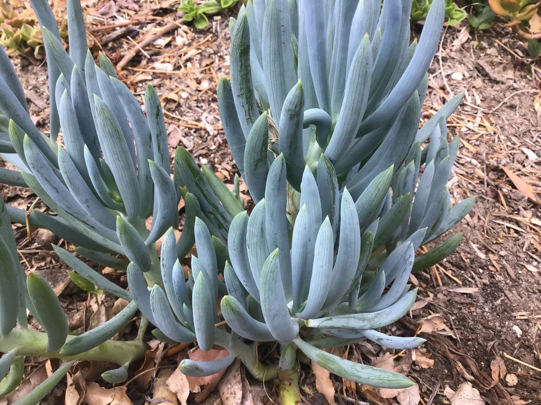 Blue Chalksticks (Senecio mandraliscae)