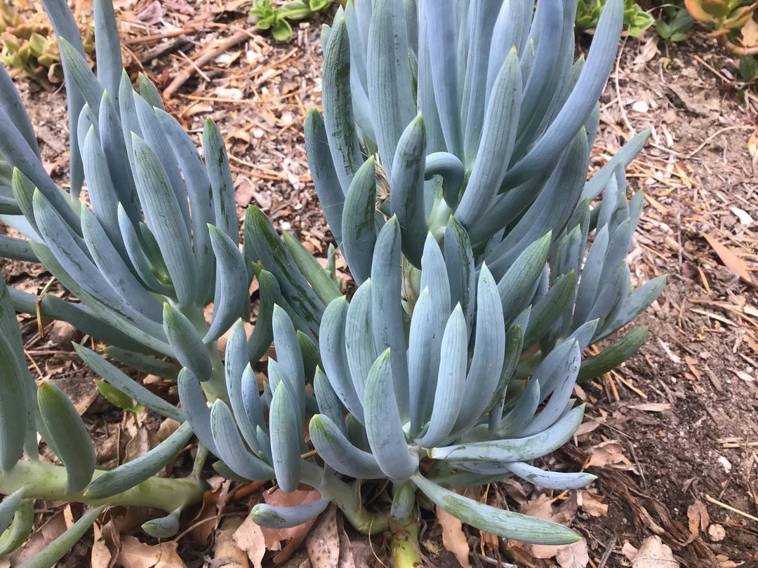Blue Chalksticks (Senecio mandraliscae) - Ladybird Nursery