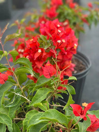 Bougainvillea Delta Dawn (Bougainvillea glabra) - Ladybird Nursery