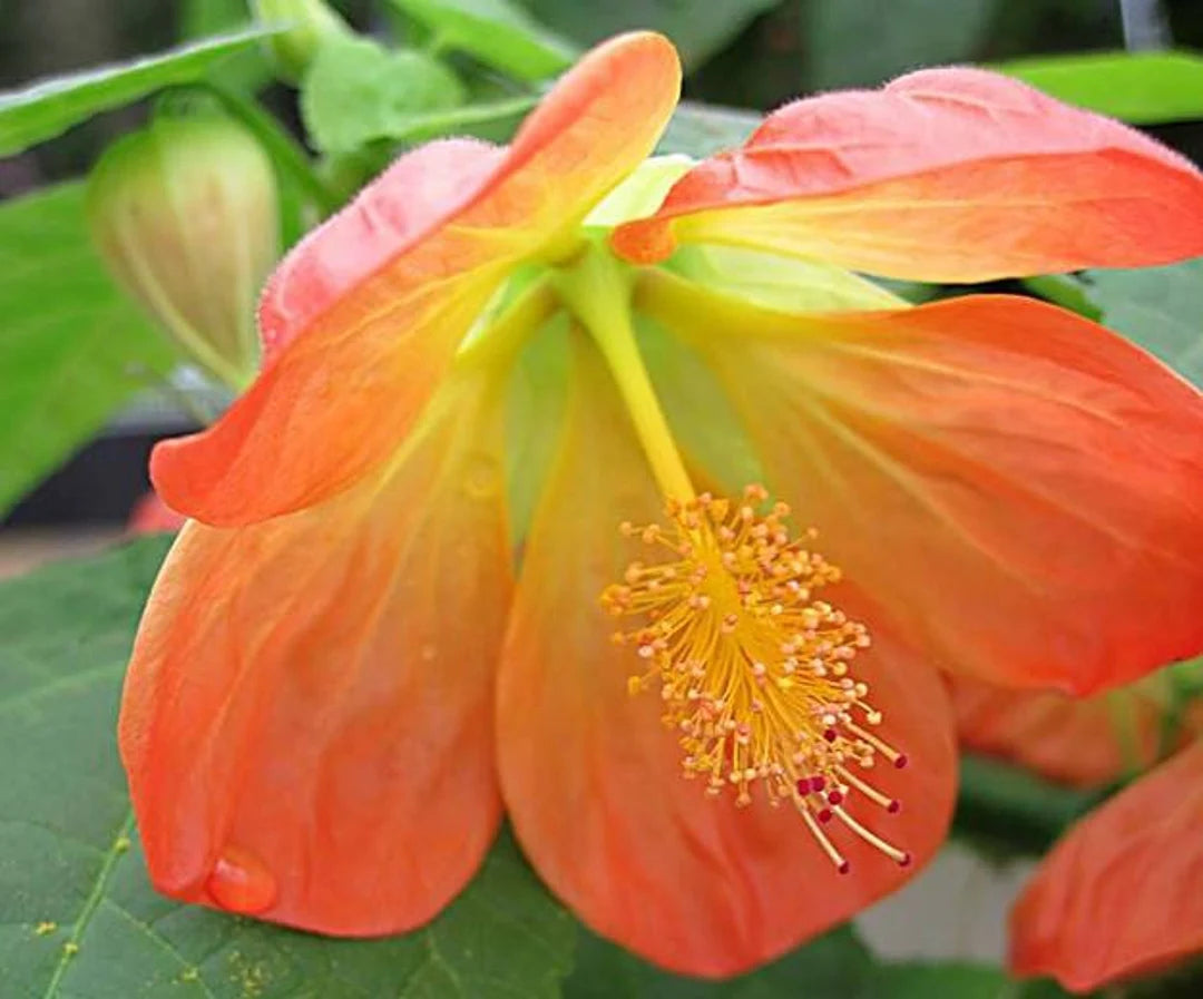 Chinese Lantern Lucky Tangerine (Abutilon hybrida)