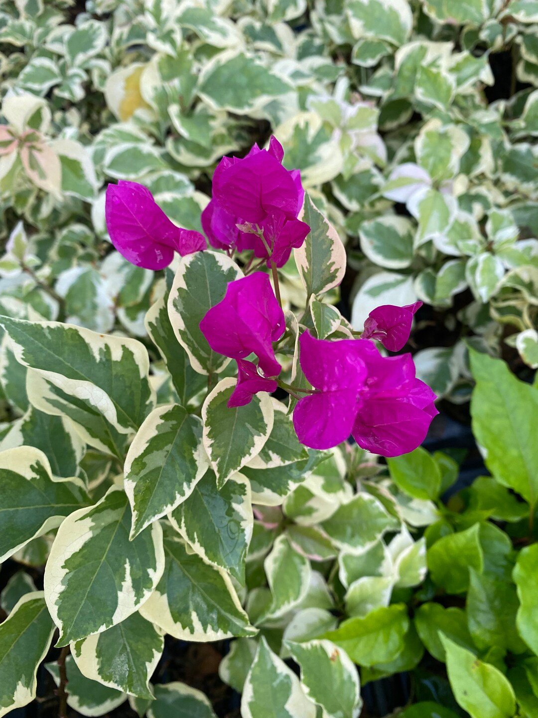 Bougainvillea Vera Variegated (Bougainvillea glabra) - Ladybird Nursery