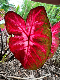 Caladium Lava Flame (Caladium)