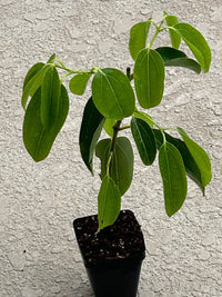 Ceylon Cinnamon (Cinnamomum zeylanicum)