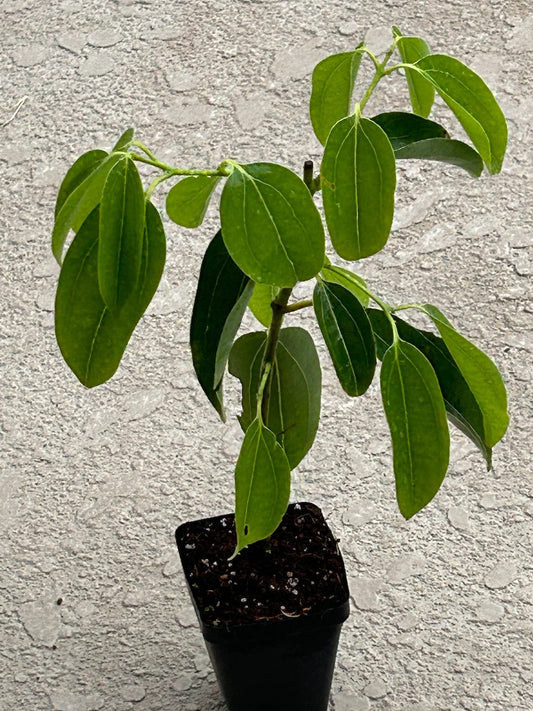 Ceylon Cinnamon (Cinnamomum zeylanicum)