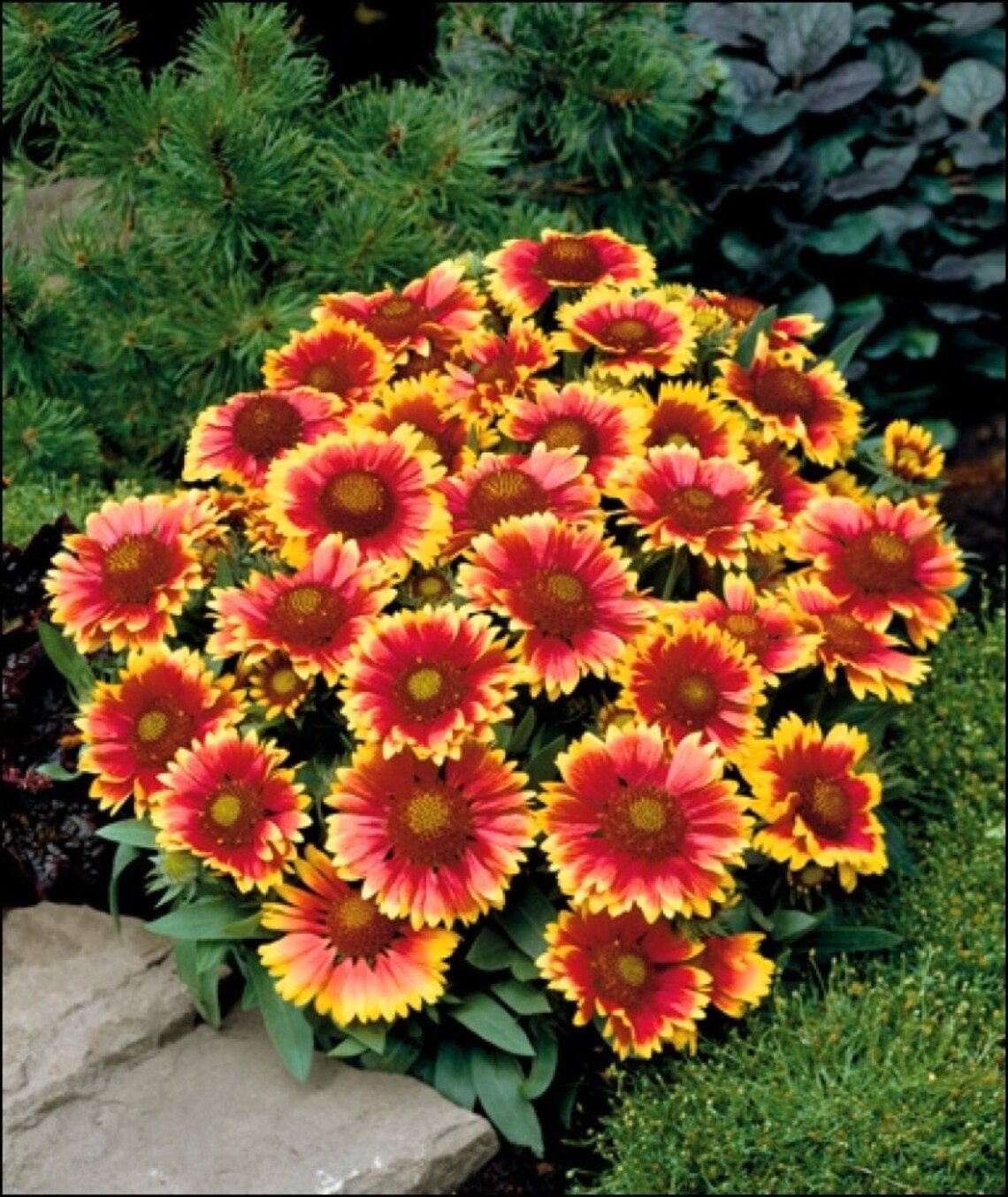 Blanket Flower (Gaillardia Goblin) - Ladybird Nursery