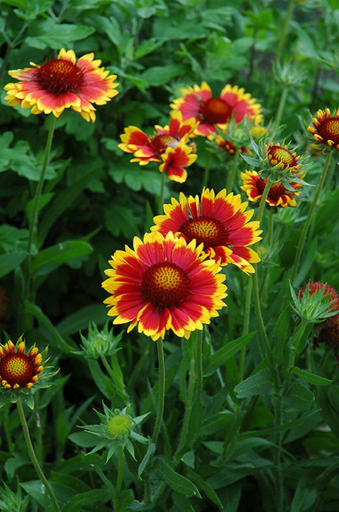 Blanket Flower (Gaillardia Goblin) - Ladybird Nursery