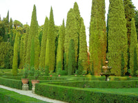 Italian Cypress Stricta (Cupressus sempervirens)