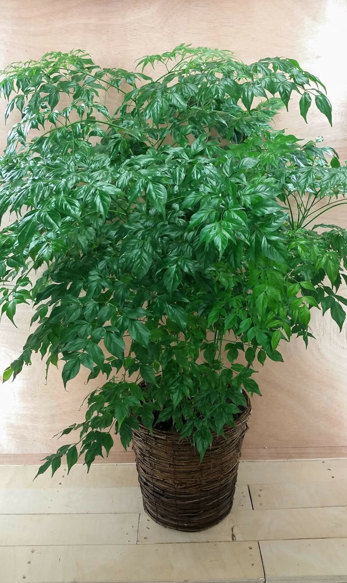 China Doll (Radermachera sinica)