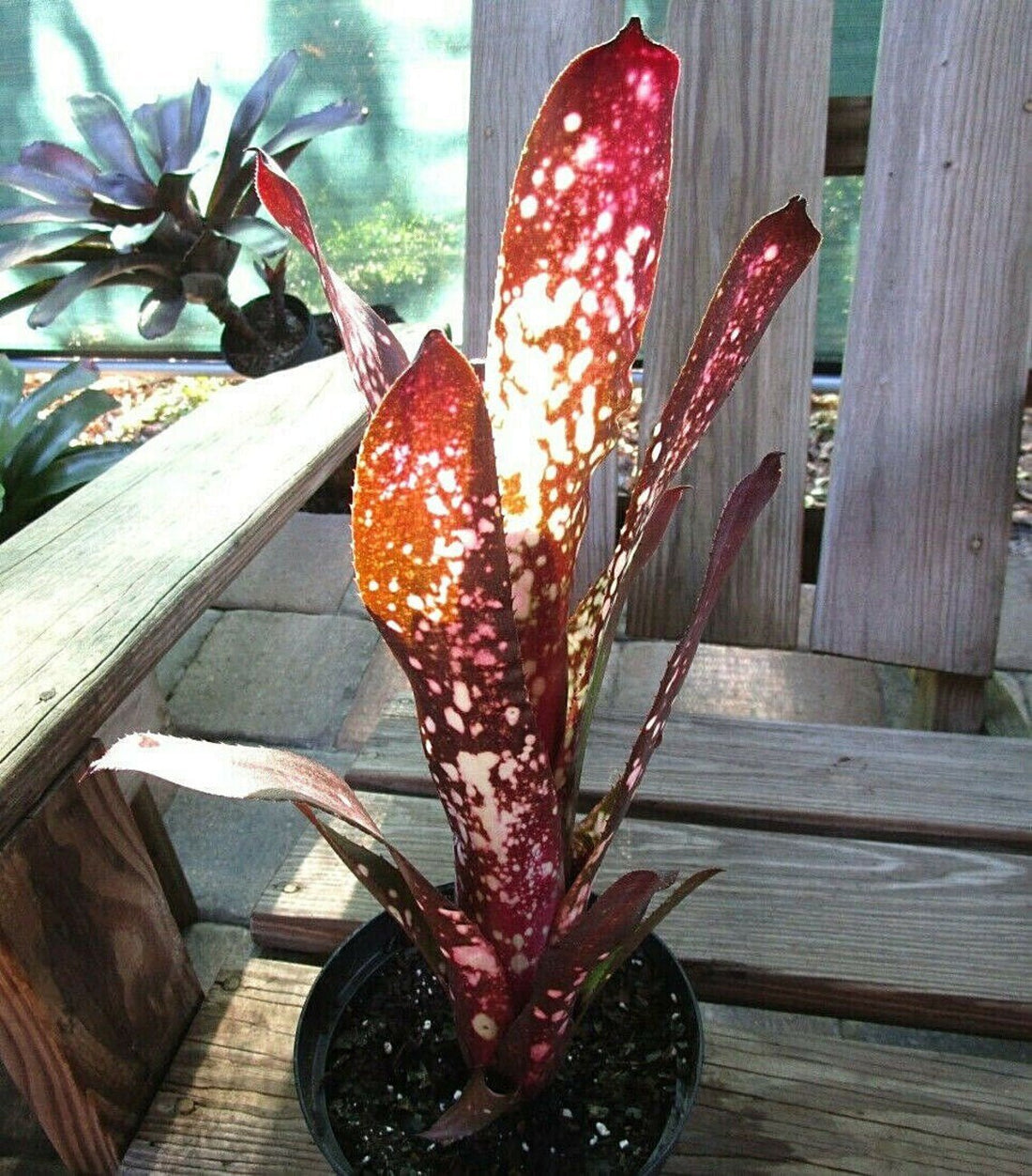 Bromeliad (Billbergia Hallelujah) - Ladybird Nursery