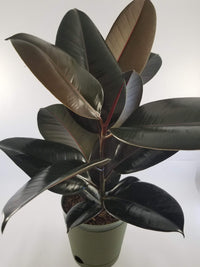 Burgundy Rubber Plant (Ficus elastica)