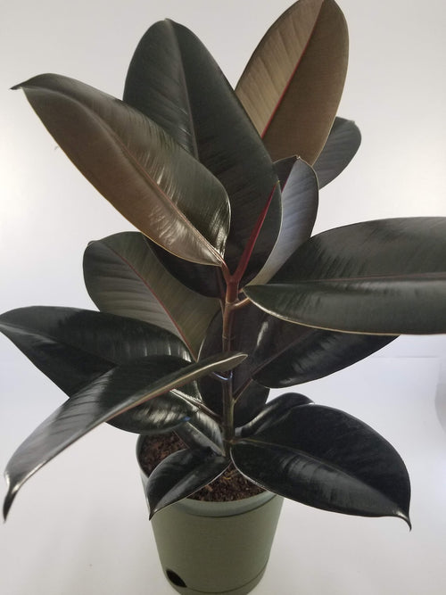 Burgundy Rubber Plant (Ficus elastica)