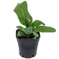 Cape Primrose Lady Slippers Strawberry Ice (Streptocarpus) - Ladybird Nursery