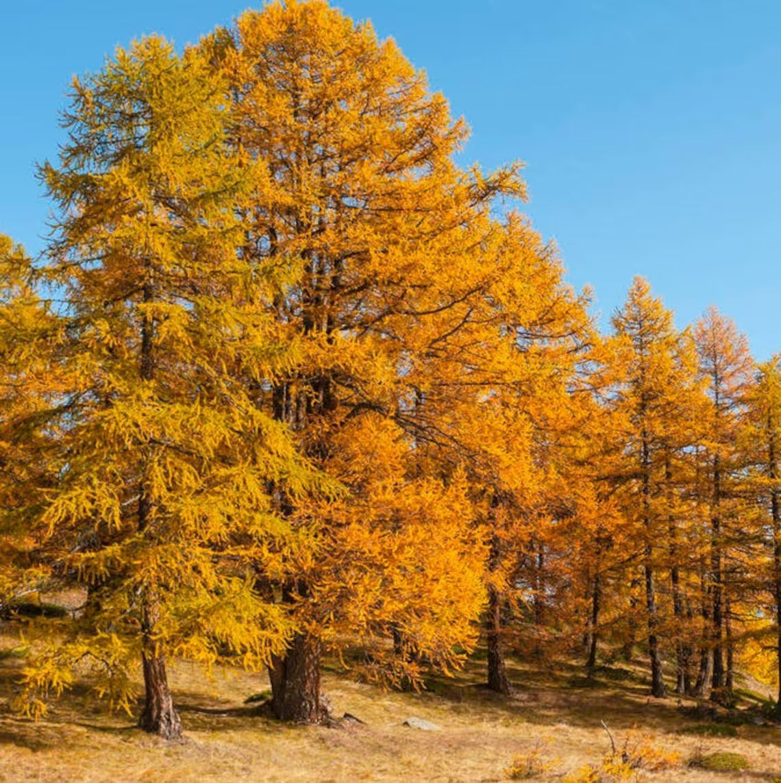 Japanese Larch (Larix kaempferi)