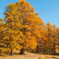 Japanese Larch (Larix kaempferi)