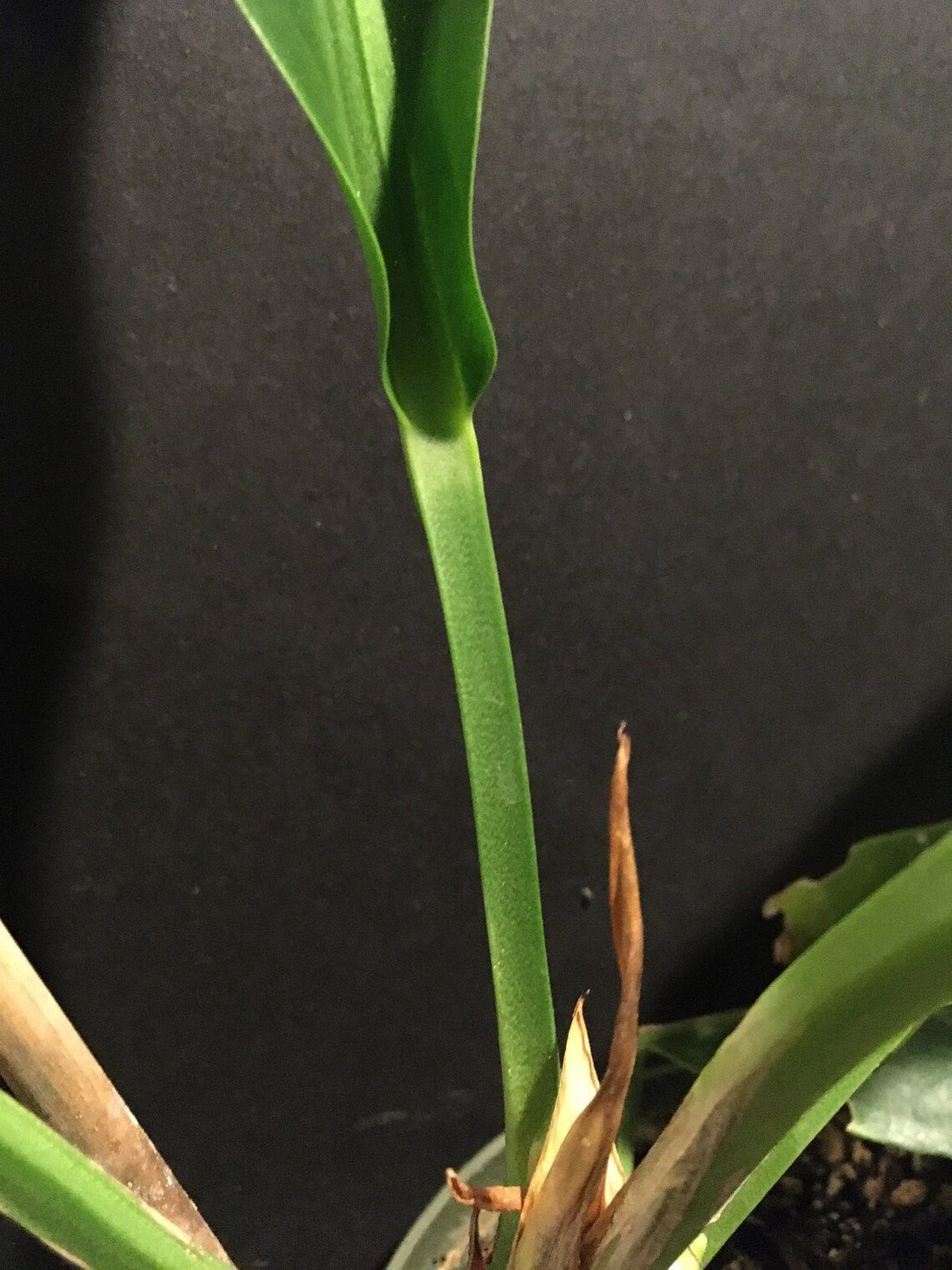 Bird's Nest Anthurium (Anthurium balaoanum) - Ladybird Nursery