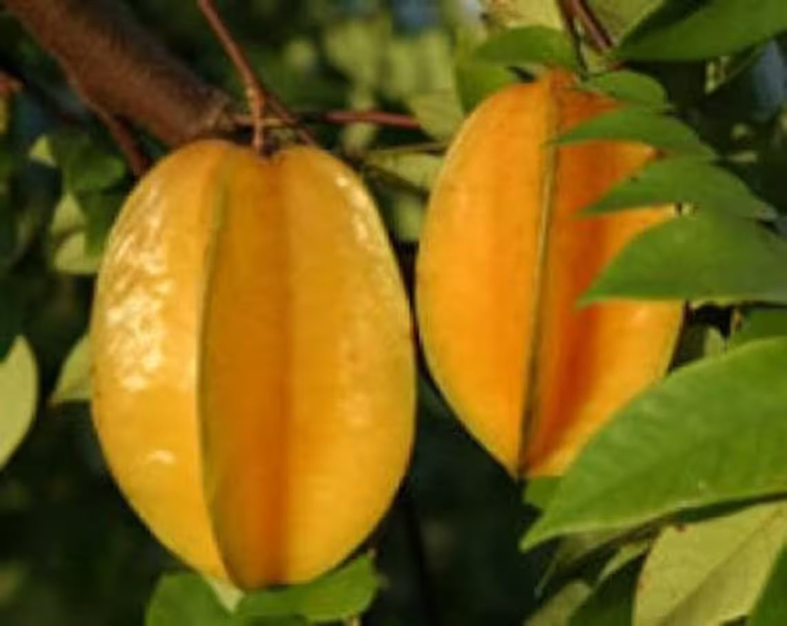 Carambola Starfruit Kembangan
