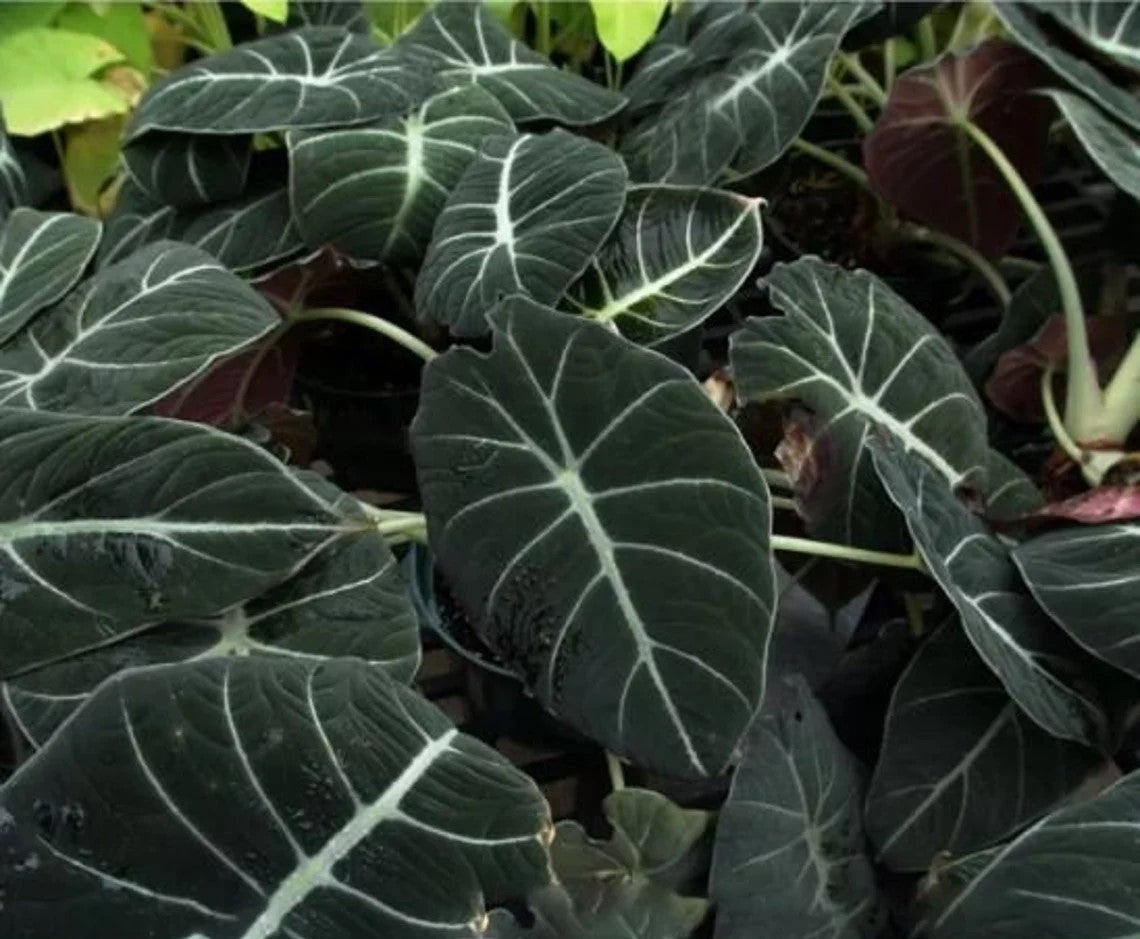 Black Velvet Elephant Ear (Alocasia Black)