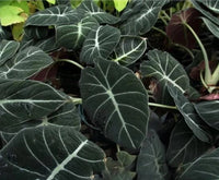 Black Velvet Elephant Ear (Alocasia Black)