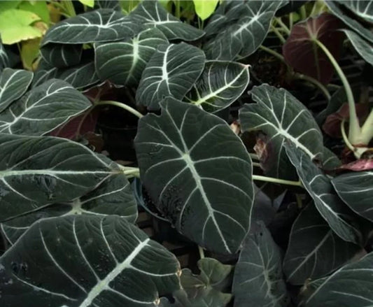 Black Velvet Elephant Ear (Alocasia Black)