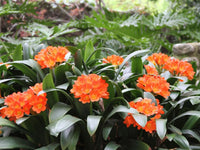 Clivia Hybrid Orange